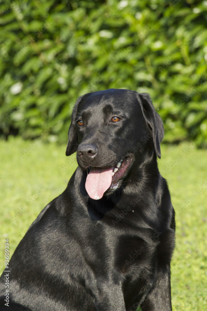 portrait of female Labrador retriever