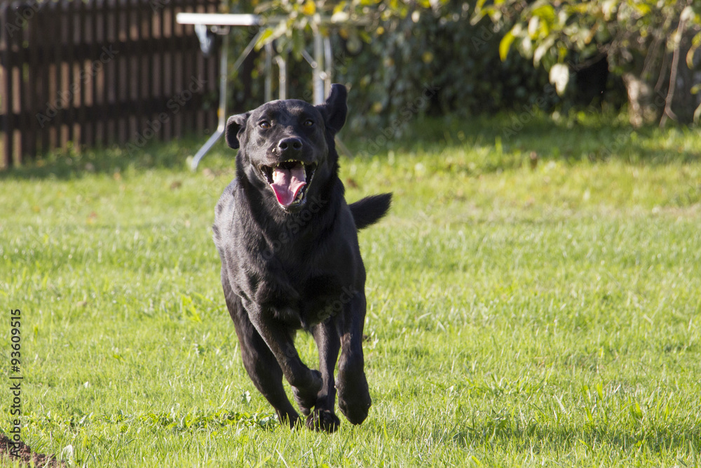 young female Labrador retriever running young female Labrador retriever running