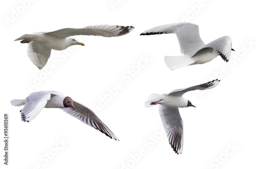 set of four isolated seagulls