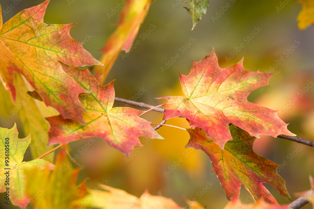 Fototapeta premium Maple leaves