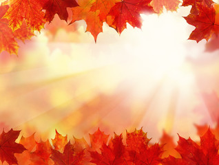 Fall Background with Autumn Maple Leaves