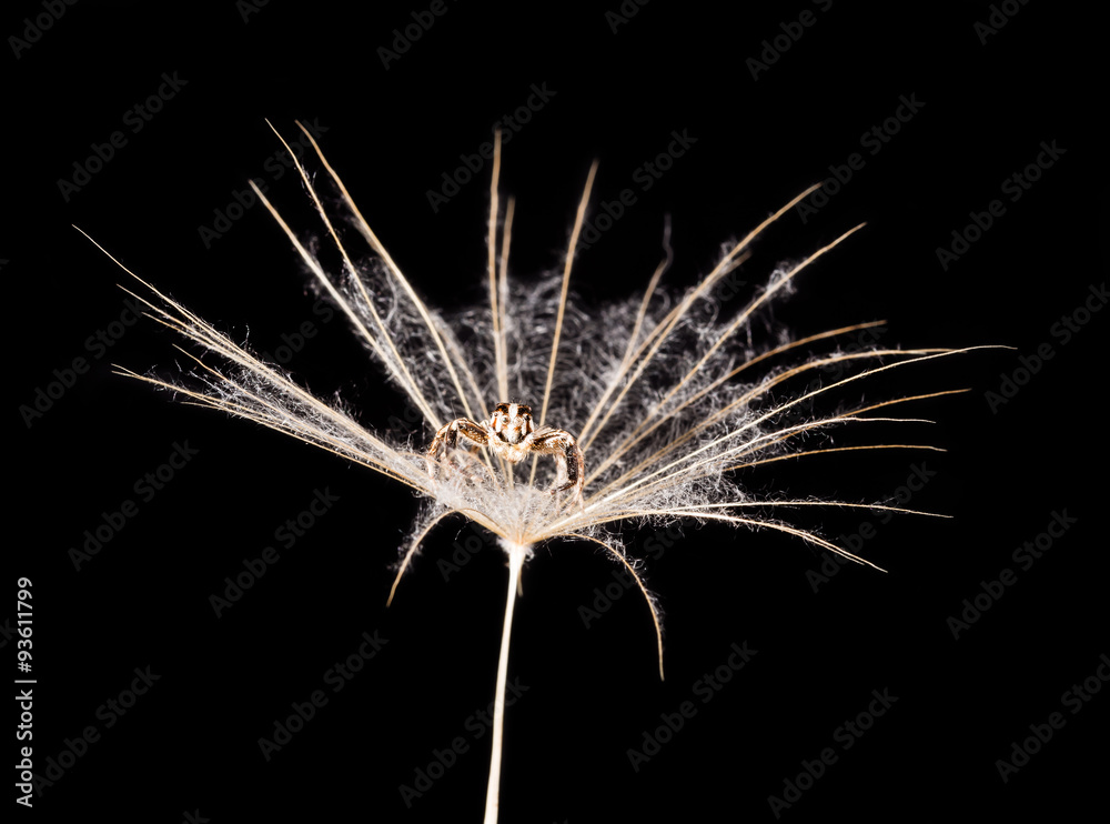 dandelion seed and spider