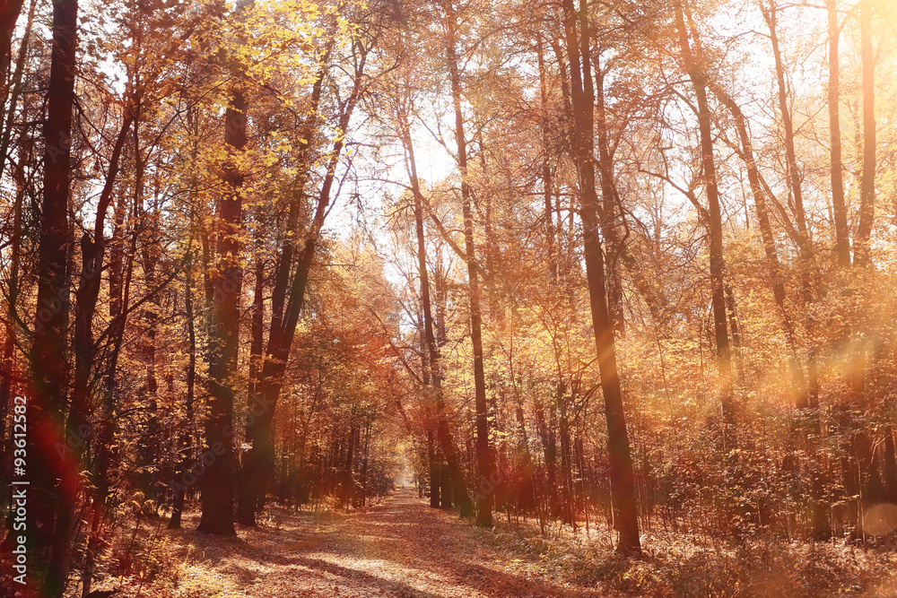 landscape background in sunny autumn park landscape background in sunny autumn park