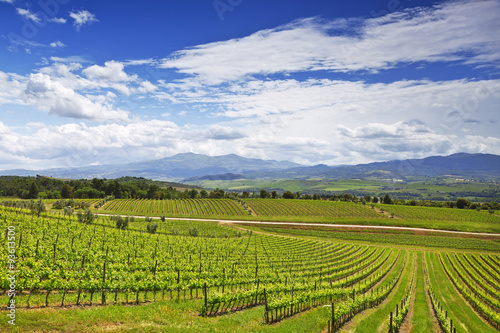 Vineyards in Tuscany. Italy © vesta48