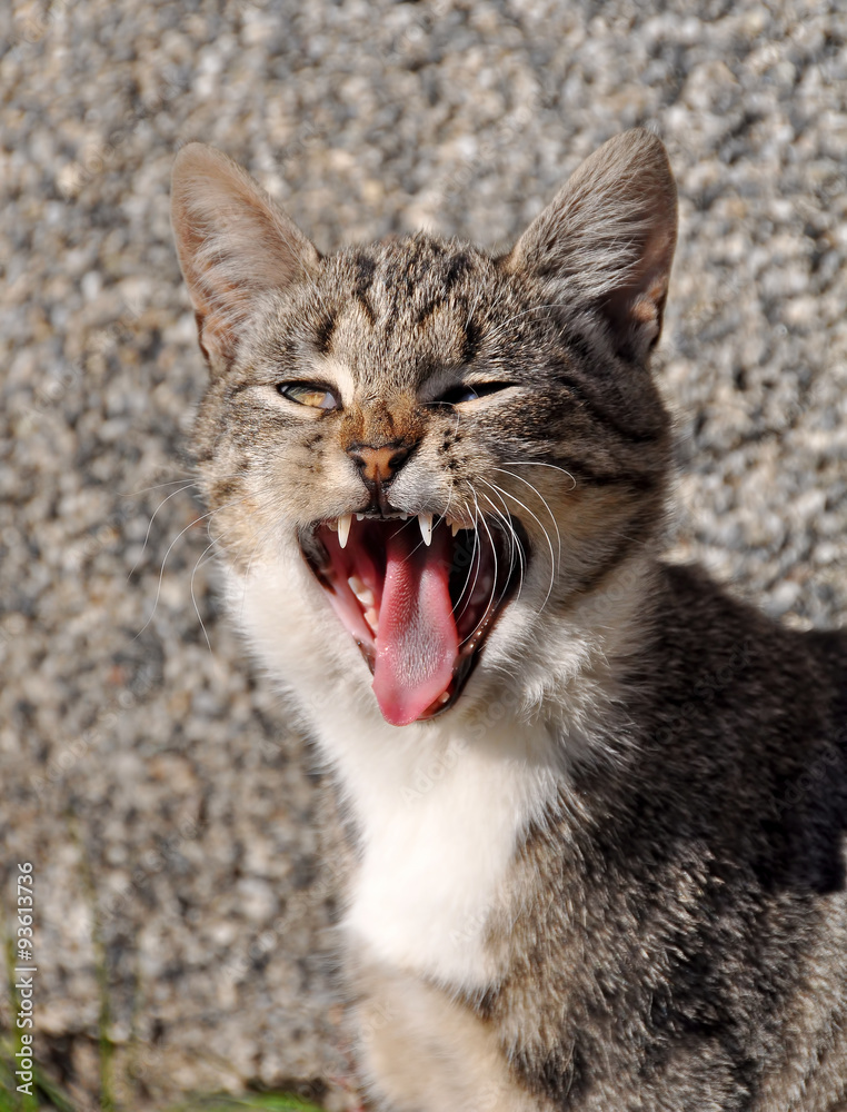 Naklejka premium funny cat yawns