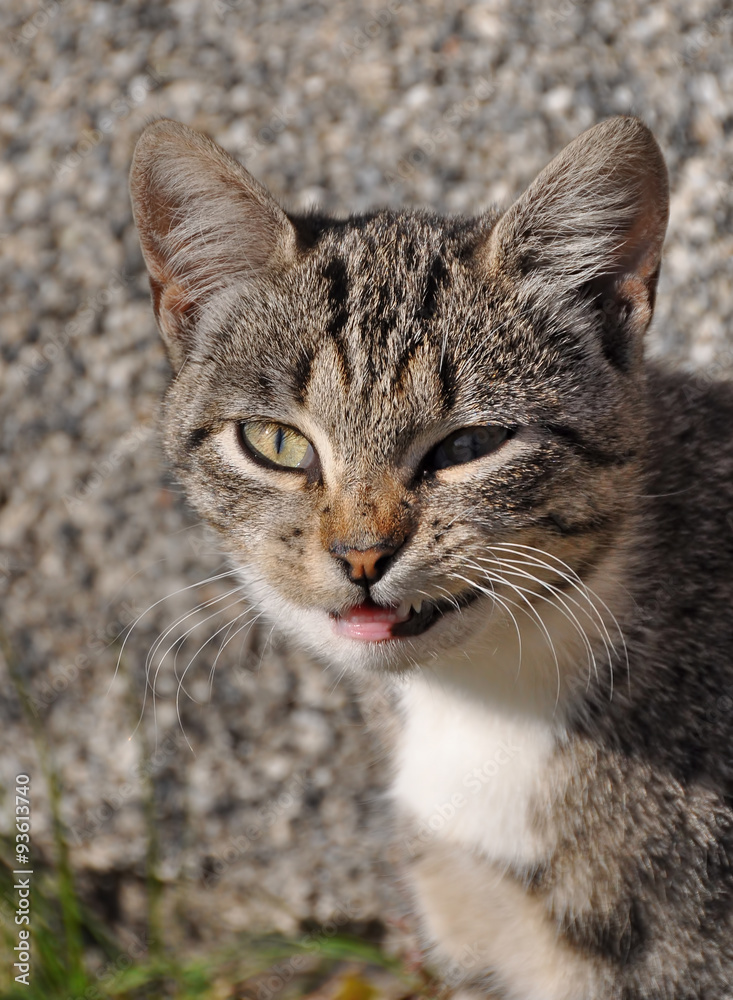 Obraz premium funny cat yawns