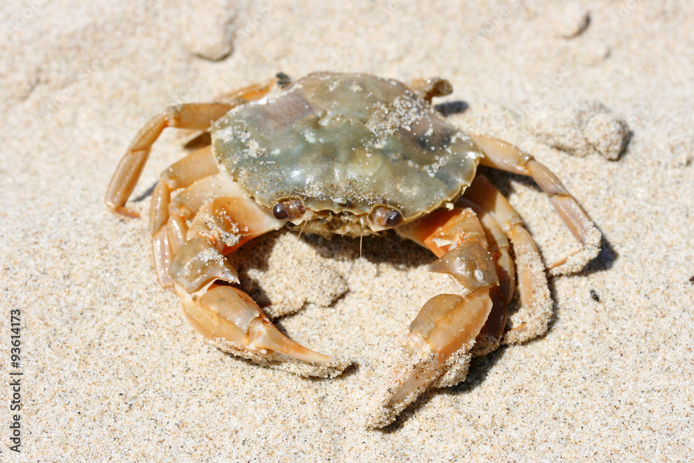 Beach crab   (Carcinus maenas)