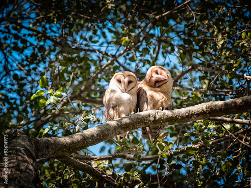 Barn Owls Mating Couple