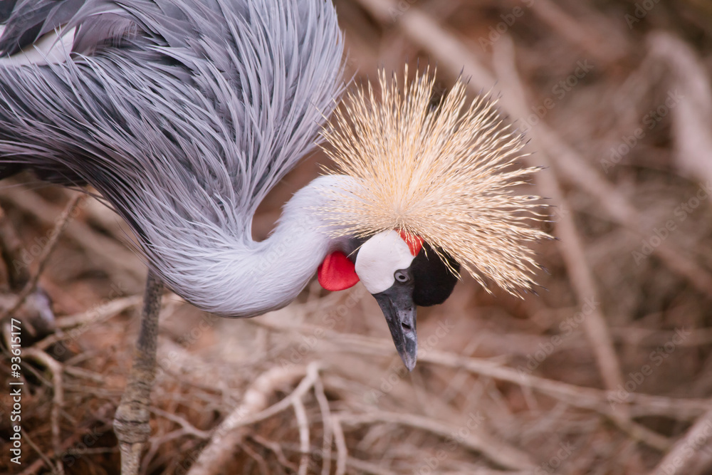 Fototapeta premium Crowned crane close up