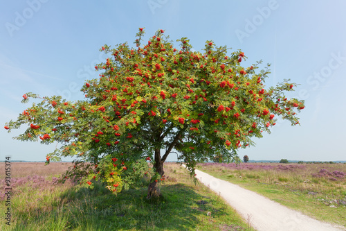 sorbus or rowan tree with berry
