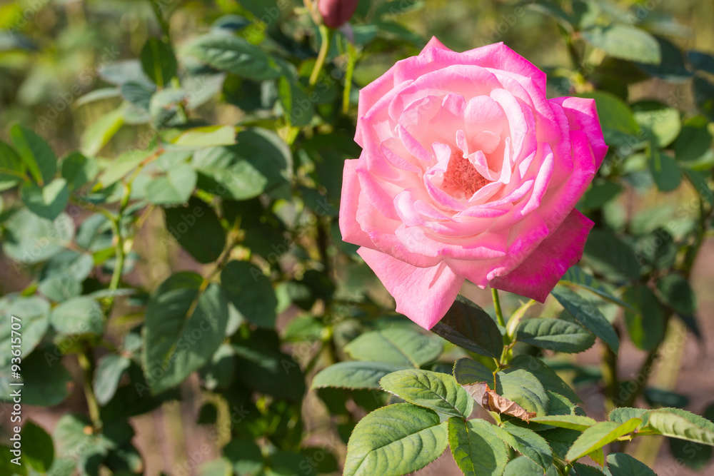 Beautiful pink rose with green leaf in a garden. Beautiful pink rose with green leaf in a garden.