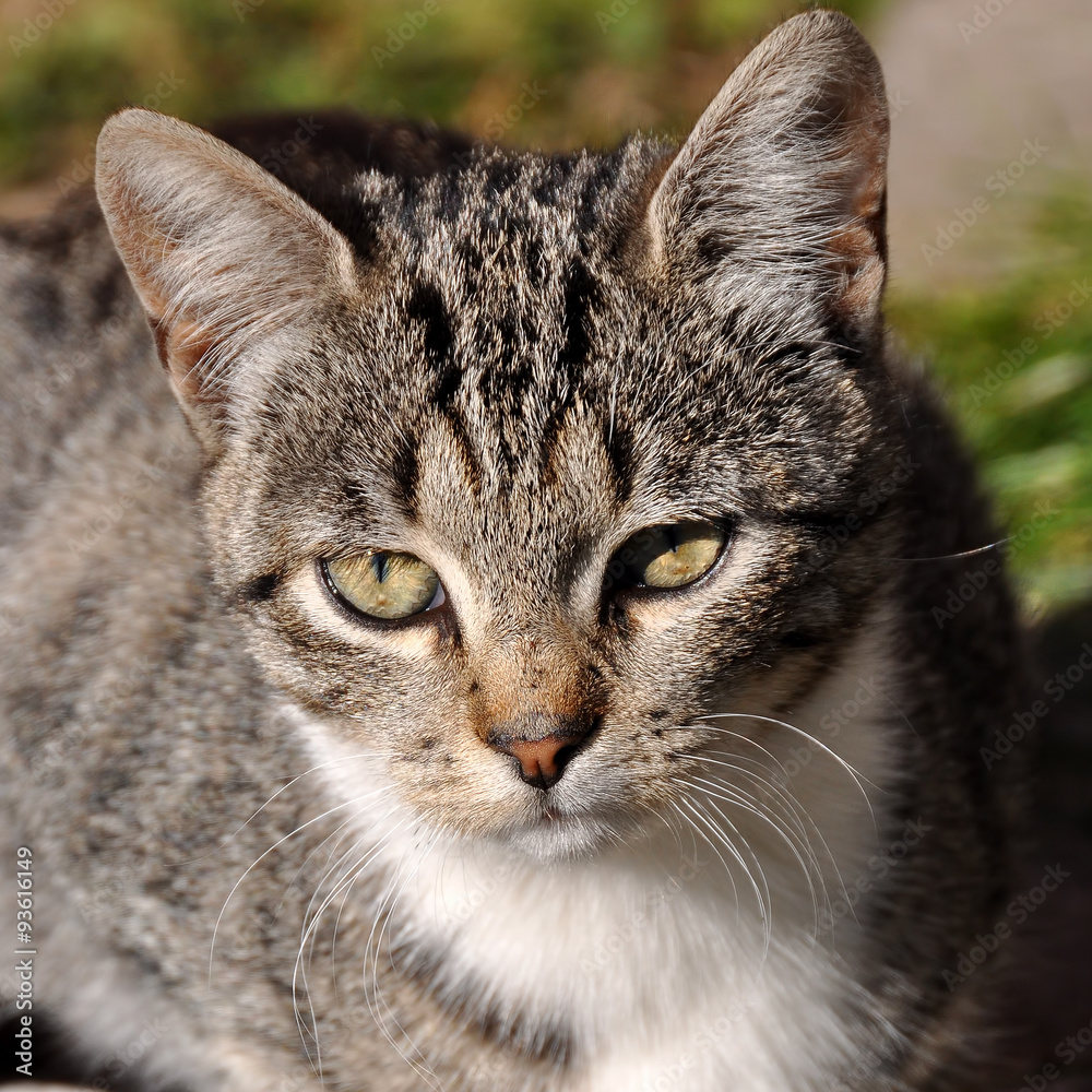 cute tabby cat portrait cute tabby cat portrait