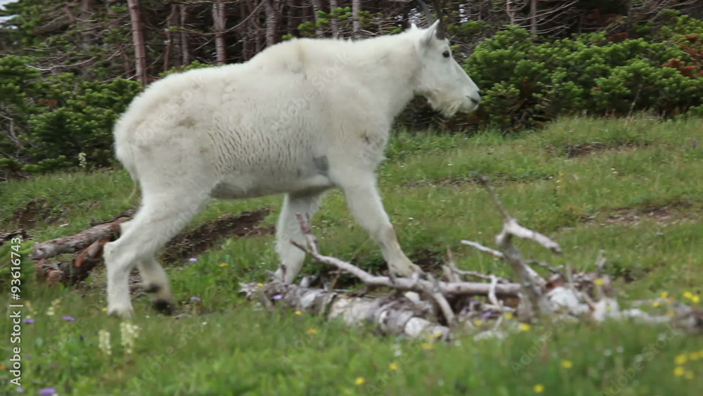 Mountain Goat climbing mountain trail P HD 0560 Mountain Goat climbing mountain trail P HD 0560