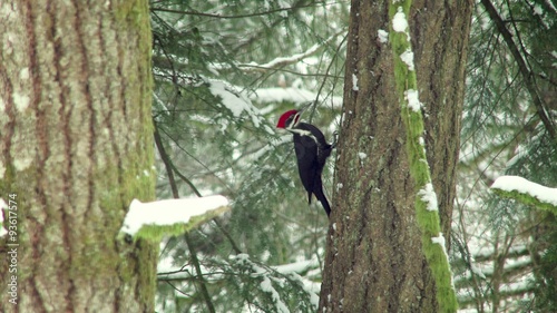 Pileated woodpecker (Drycopus pileatus) pecking at a tree in winter, Hockinson, Washinton, 4K, Ultra HD