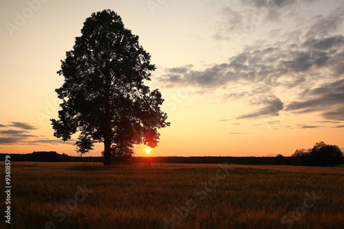 summer landscape with a lone tree at sunset barley field in the village