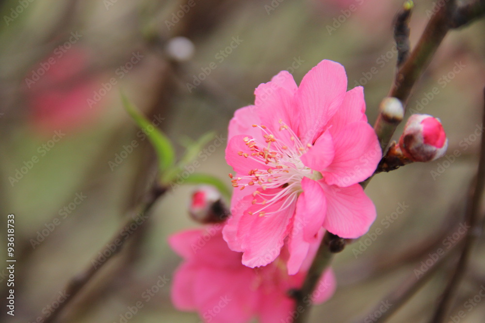 Fototapeta premium cherry flower , soft focus , blur background