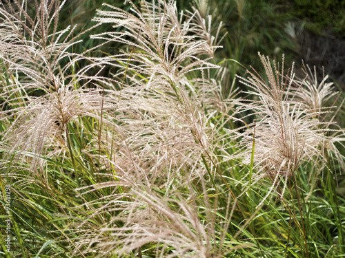 miscanthus in mountain