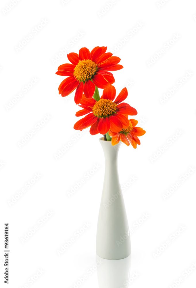 orange flower in vase isolated with clipping path orange flower in vase isolated with clipping path