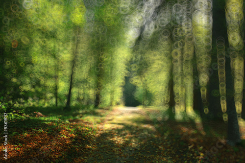 Fototapeta Naklejka Na Ścianę i Meble -  summer forest blurred texture background bokeh