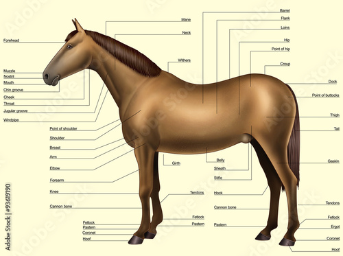 Fototapeta Naklejka Na Ścianę i Meble -  Horse anatomy - Body parts