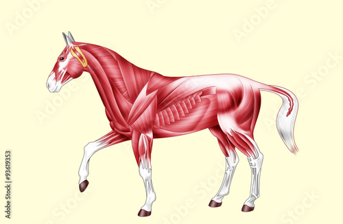 Fototapeta Naklejka Na Ścianę i Meble -  Horse anatomy - Muscles - No text