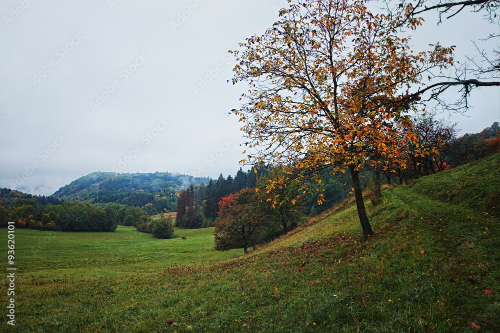Fall Misty Landscape