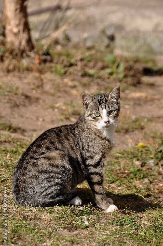 cute tabby cat portrait