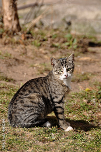 cute tabby cat portrait