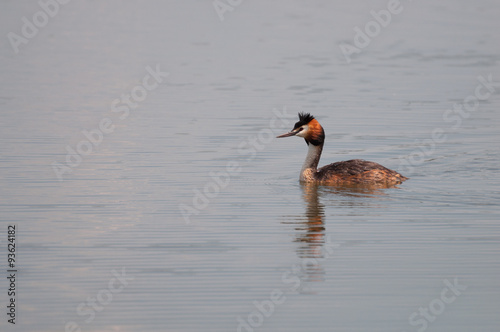 Great Crested Grebe (Podiceps cristatus) swimming on the lake