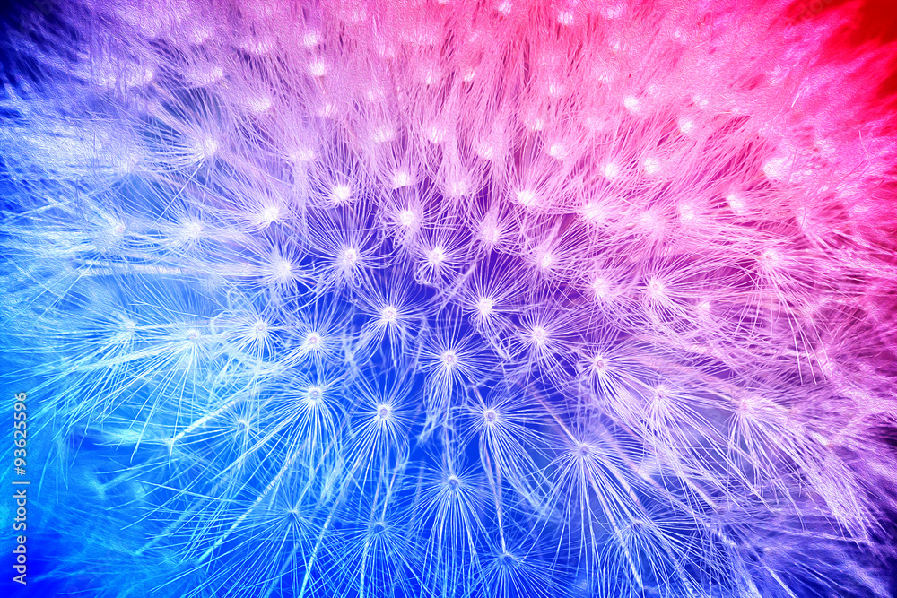 Tender cyan and pink gradient with dandelion flower macro high contrasted with vignetting effect background Tender cyan and pink gradient with dandelion flower macro high contrasted with vignetting effect background