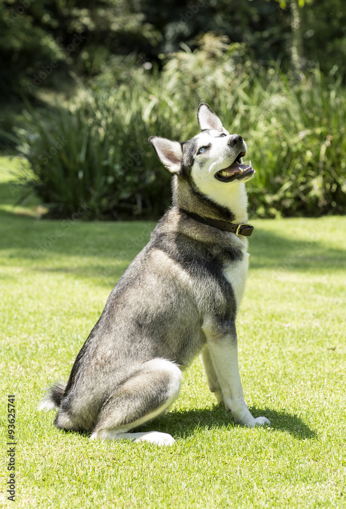 Dog in a garden