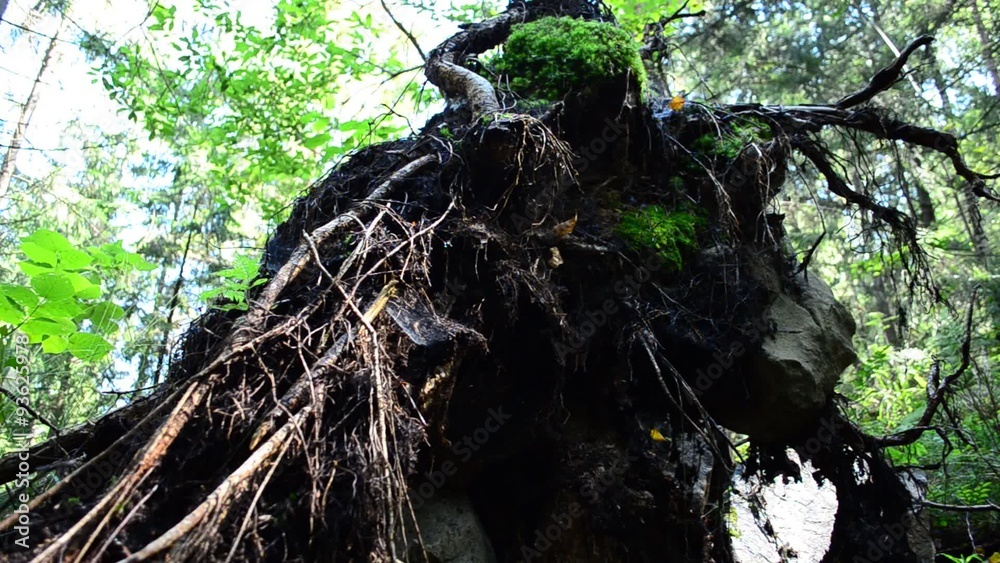 The wood in mountains