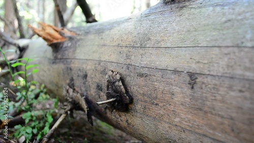 Wallpaper Mural Pine wood Torontodigital.ca