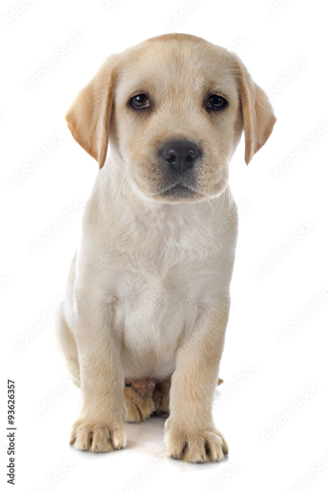 puppy labrador retriever