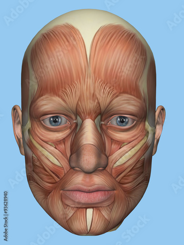 Anatomy front view of major face muscles of a male including occipitofrontalis, procerus, masseter, orbicularis, zygomaticus, buccinator and cranial aponeurosis.  photo