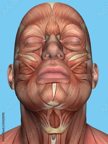 Anatomy of face and neck muscles featuring platysma muscle, sternohyoid muscle, sternocleidomastoid, digastric msucle, mentalis msucle, depressor labii inferioris muscle and orbicularis oculi muscle. photo