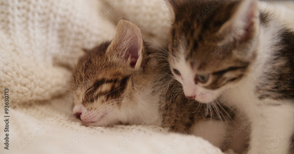 Kittens huddled together sleeping on a couch with a blanket