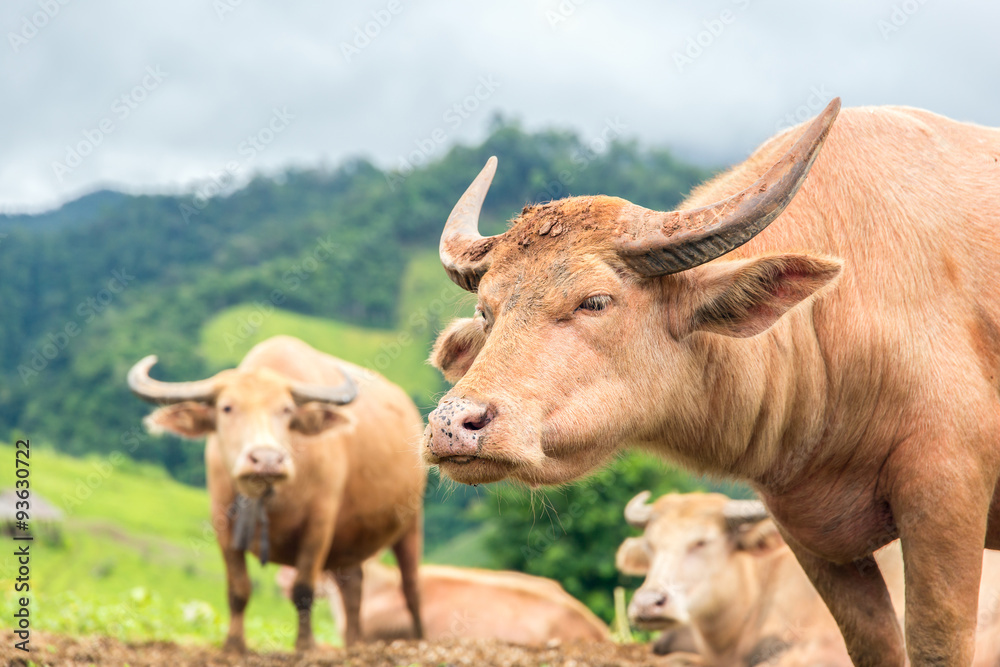 White buffalo graze on high mountain, Mae La Noi, Maehongson Province, Thailand