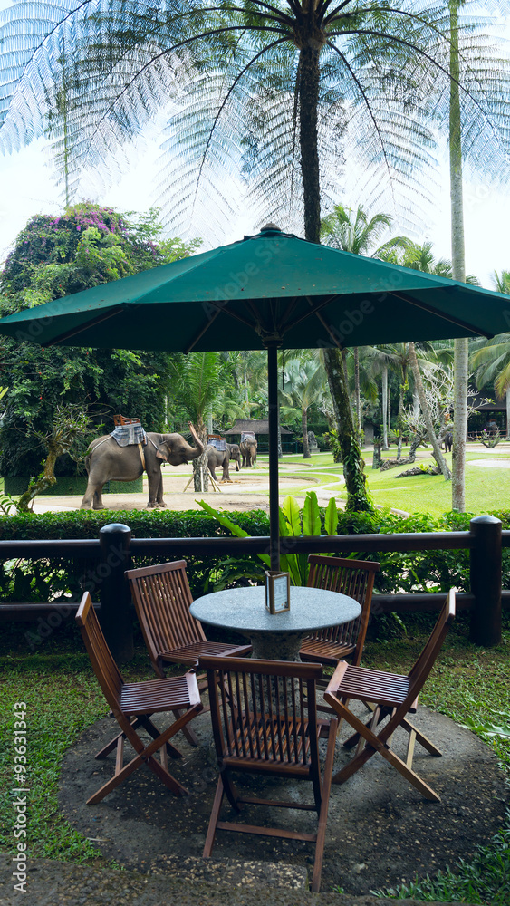 Cafe overlooking park elephants Cafe overlooking park elephants