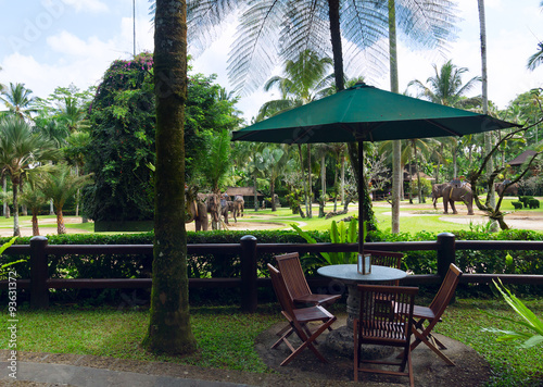 Cafe overlooking the park elephants