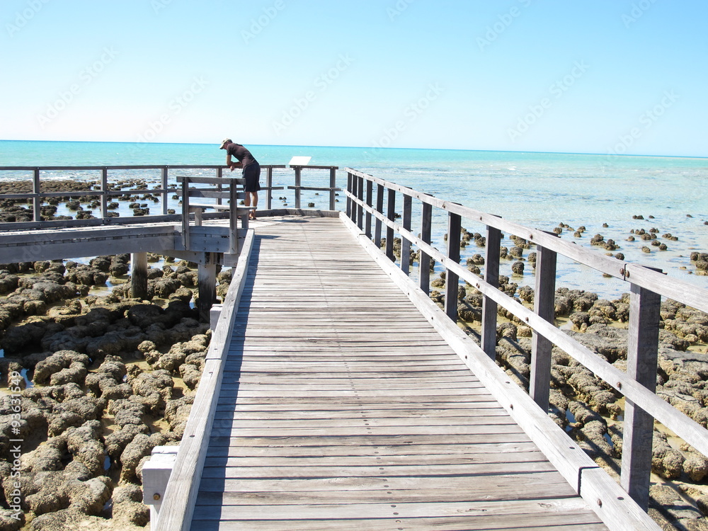 Fototapeta premium Stromatolites, Shark Bay, Western Australia