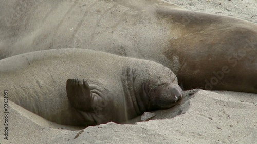 A young Elephant seal flipping sand on  its back, Big Sur, California, 4K, Ultra HD