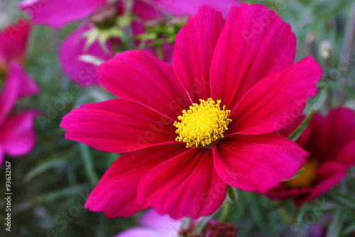 Cosmos Sonata Flowerfield pink red flower field Cosmos bipinnatus