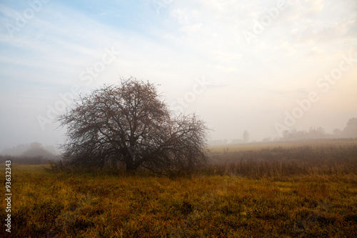 Mysterious apple orchard