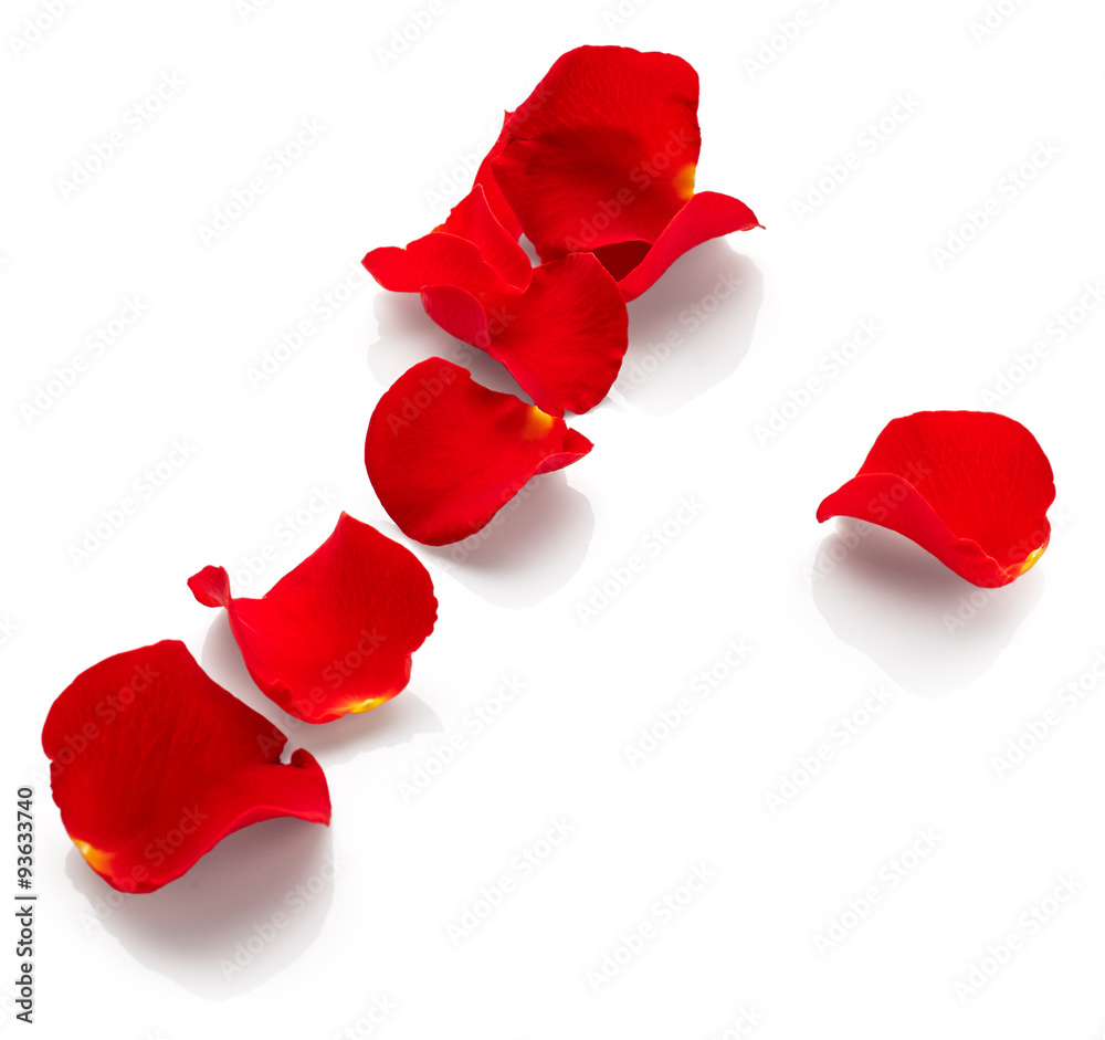 Fototapeta premium Rose petals