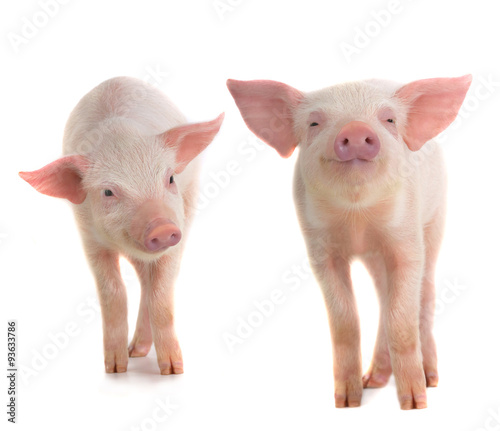  two pig © fotomaster