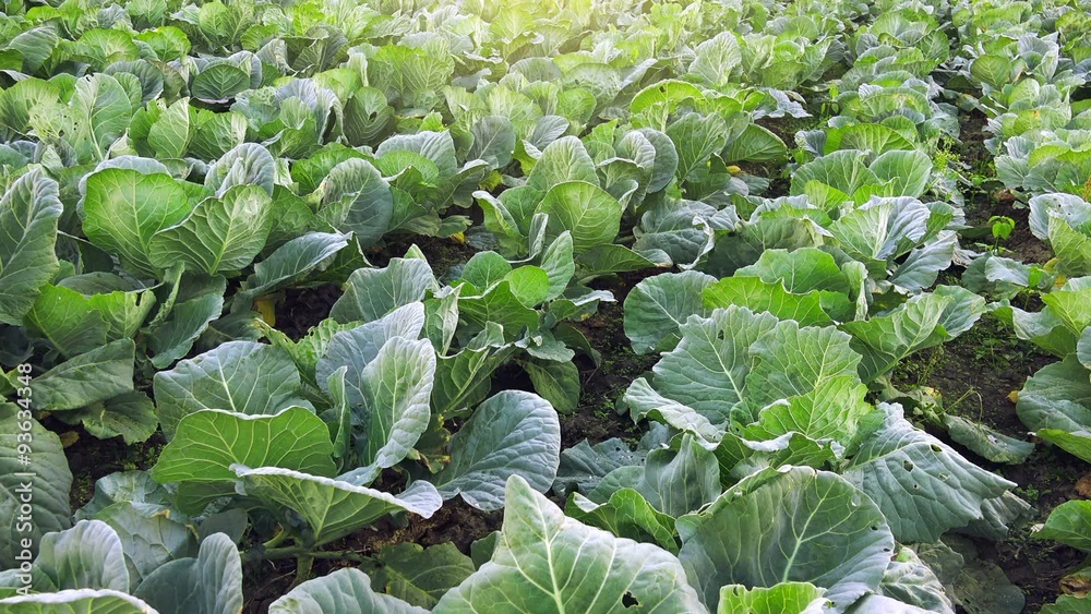 Collard green field, cultivated vegetable landscape Collard green field, cultivated vegetable landscape