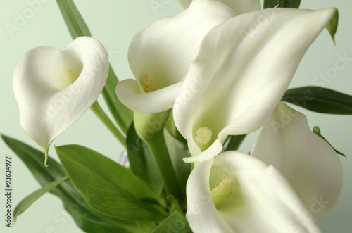 Billede på lærred calla