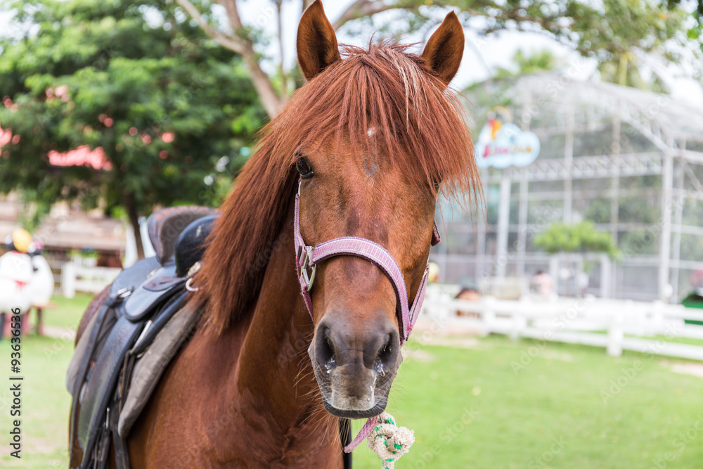 Fototapeta premium Horse live in the farm