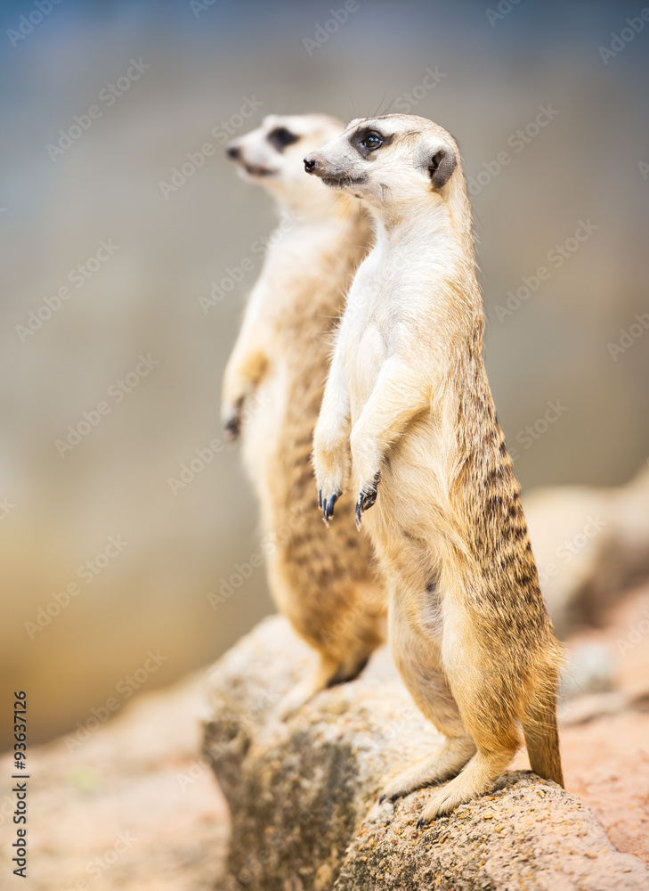 Fototapeta premium Couple meerkat